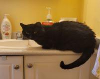 Winston, Adoptable, Adult Male Domestic Short Hair.