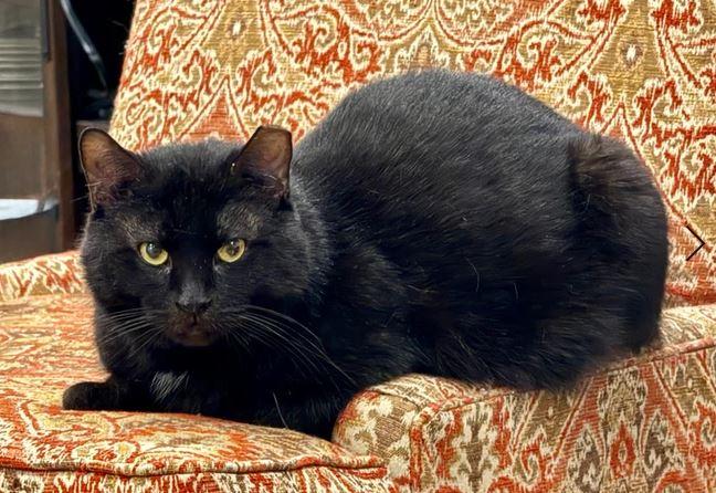 Enlarge Winston, a Adoptable Domestic Short Hair in Keswick, ON image 2/2