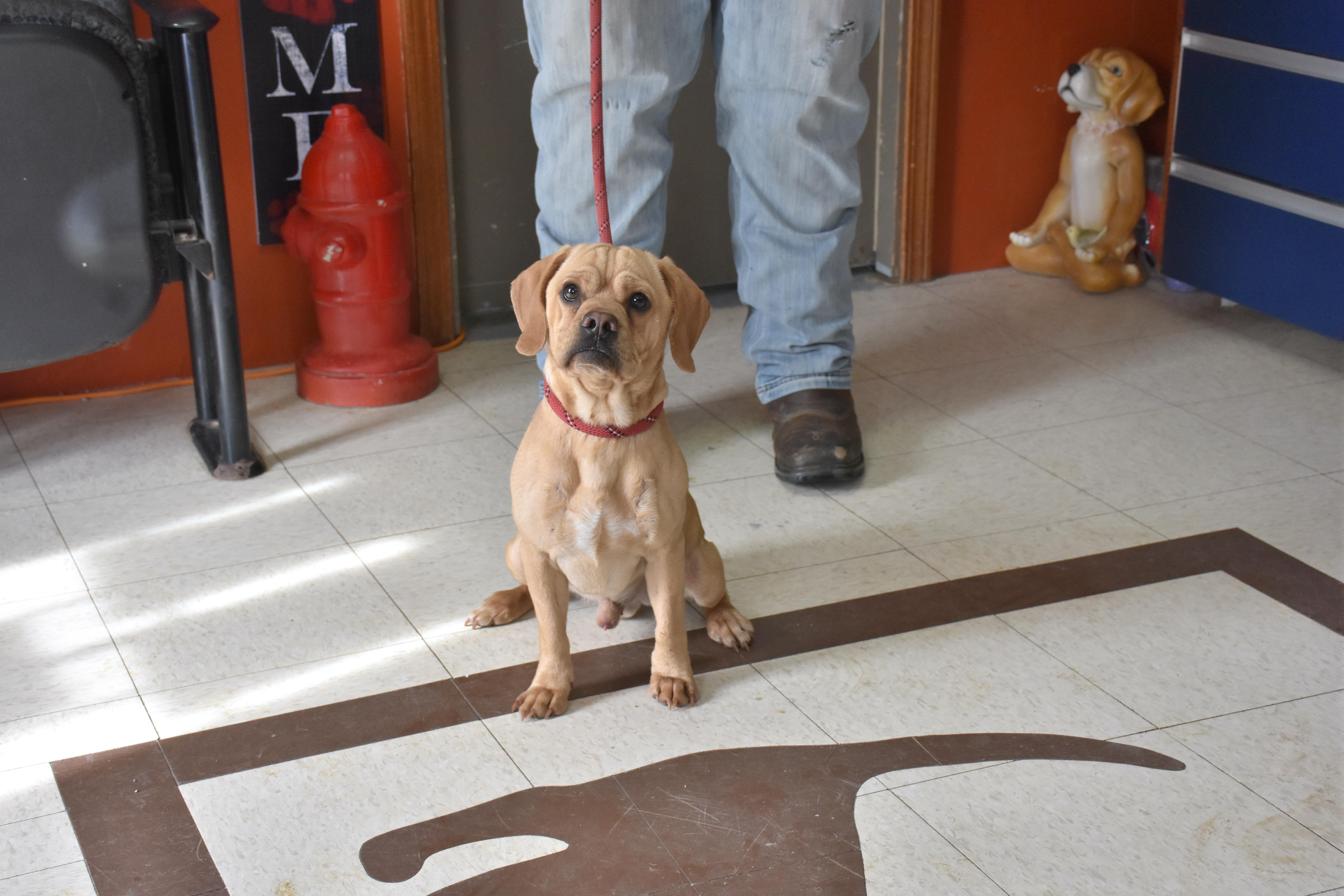 Peanut, adopted, Adult Male Puggle.