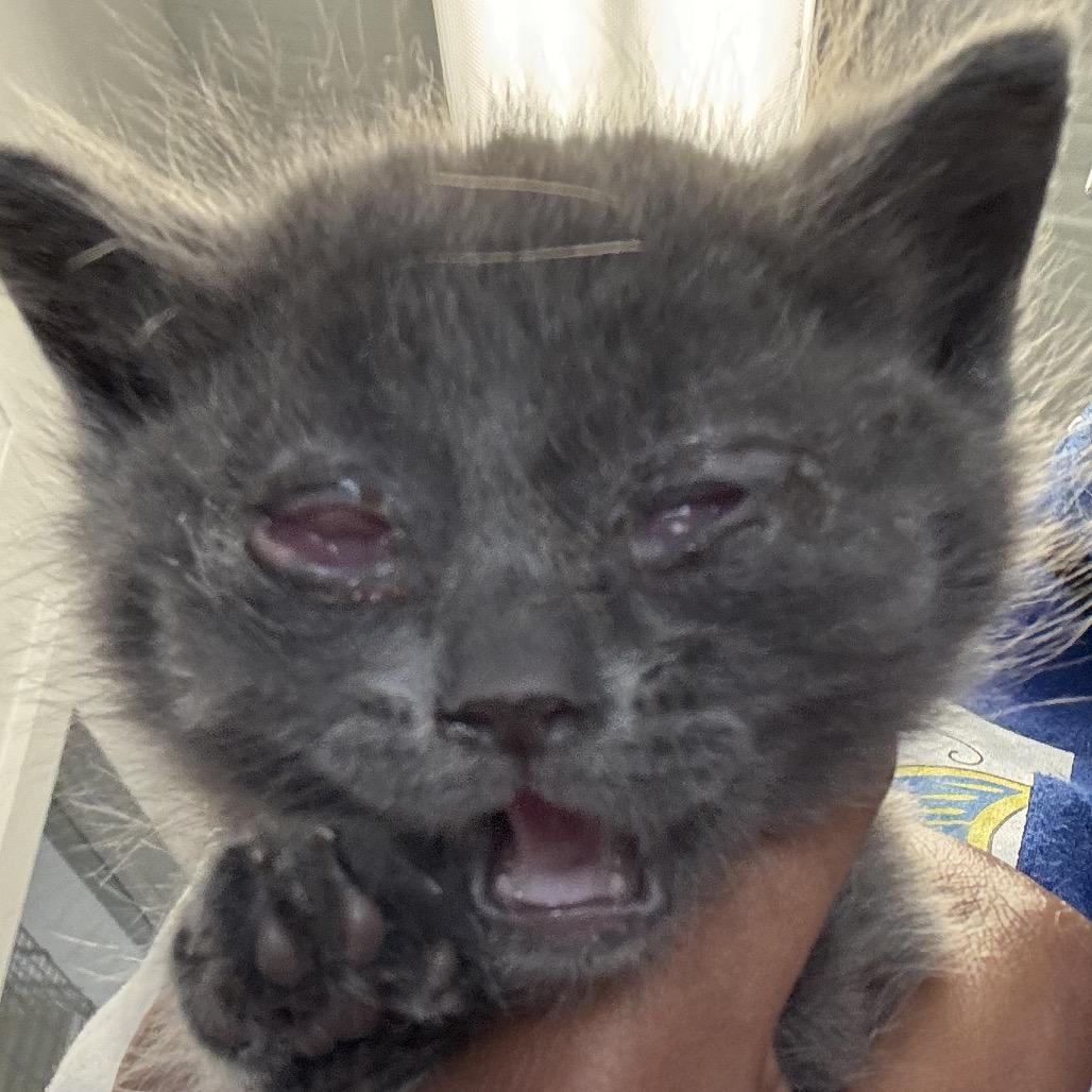 Jetsam, Adoptable, Young Male Domestic Short Hair.