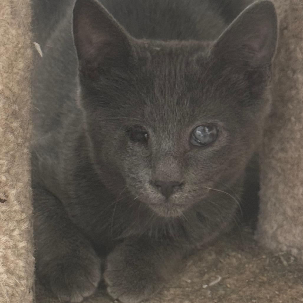Enlarge Jetsam, a Adoptable Domestic Short Hair in Clarksdale, MS image 2/2
