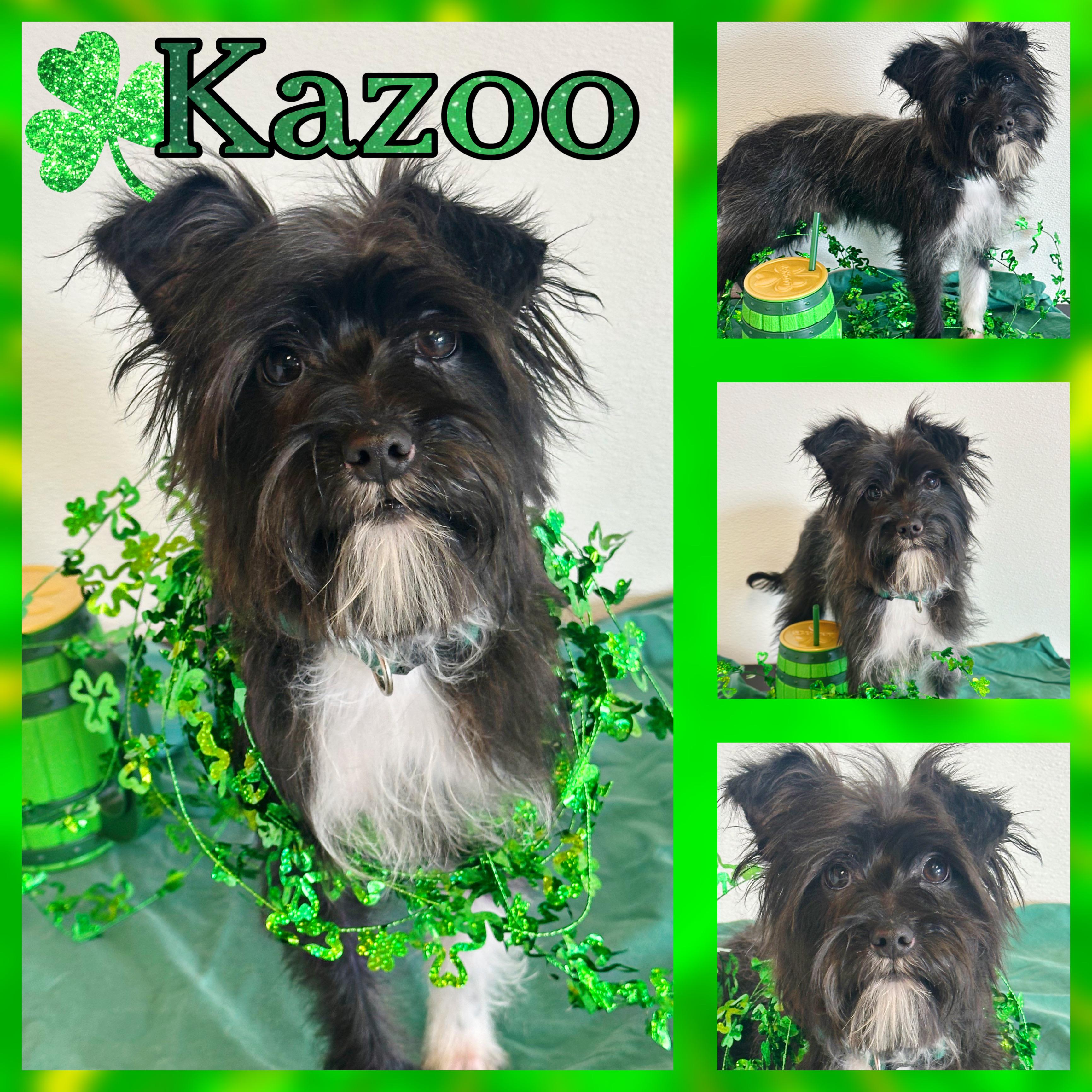 Enlarge Kazoo, a ADOPTABLE mixed breed in Hatfield, PA image 1/1