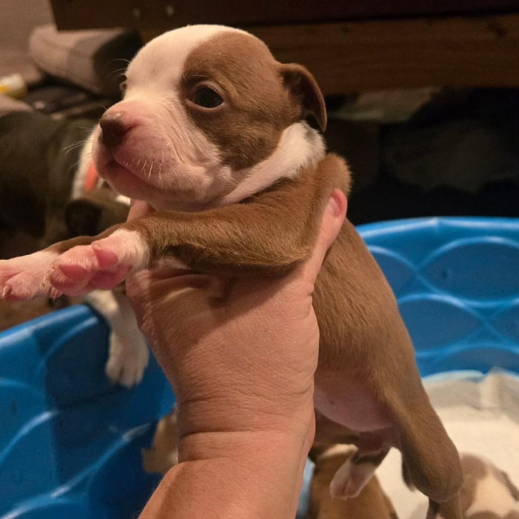 Charleston, Adoptable, Puppy Female Pit Bull Terrier & Boston Terrier.