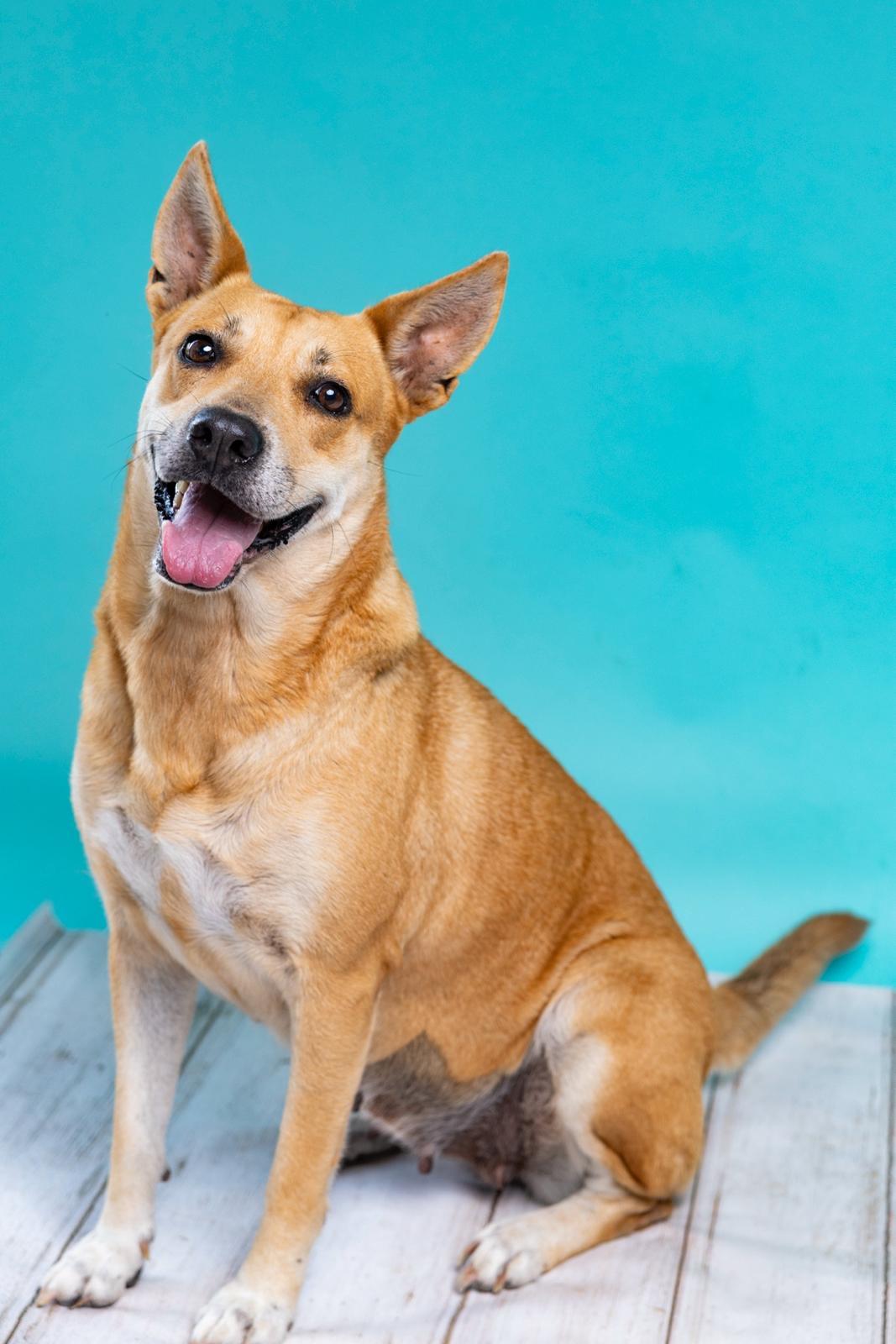 Enlarge Gingerella, a Adoptable Carolina Dog in Cheyenne, WY image 1/4