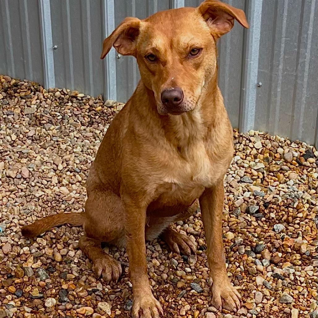Enlarge Duchess, a Adoptable mixed breed in Blairsville, GA image 1/6