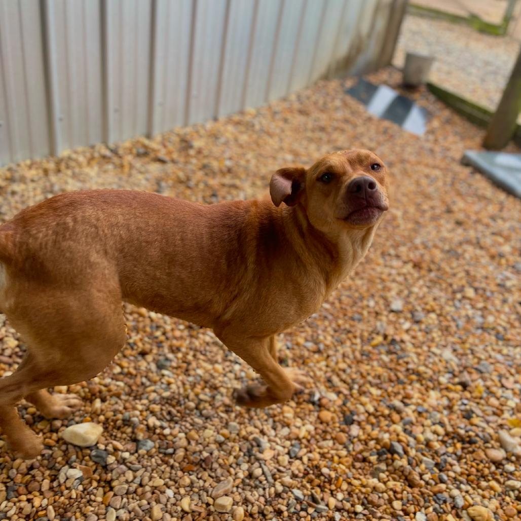 Enlarge Duchess, a Adoptable mixed breed in Blairsville, GA image 3/6