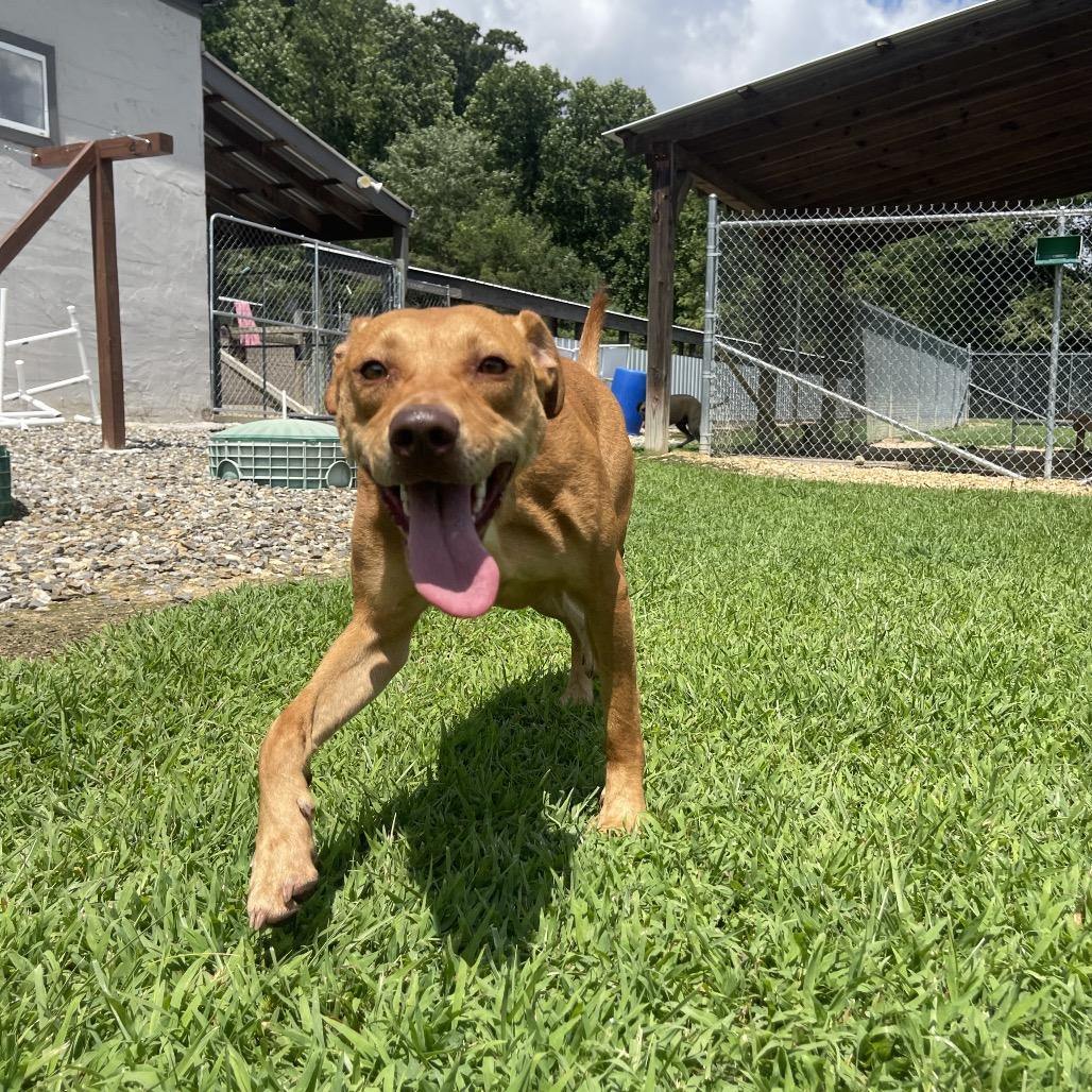 Enlarge Duchess, a Adoptable mixed breed in Blairsville, GA image 5/6