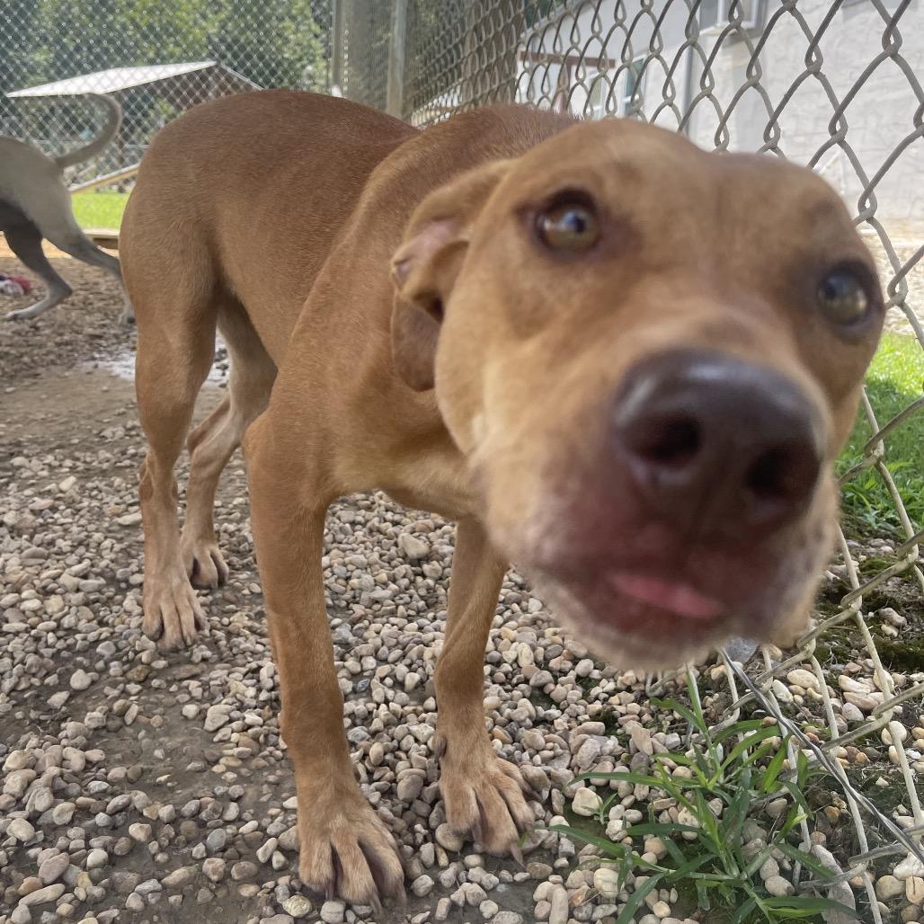 Enlarge Duchess, a Adoptable mixed breed in Blairsville, GA image 6/6