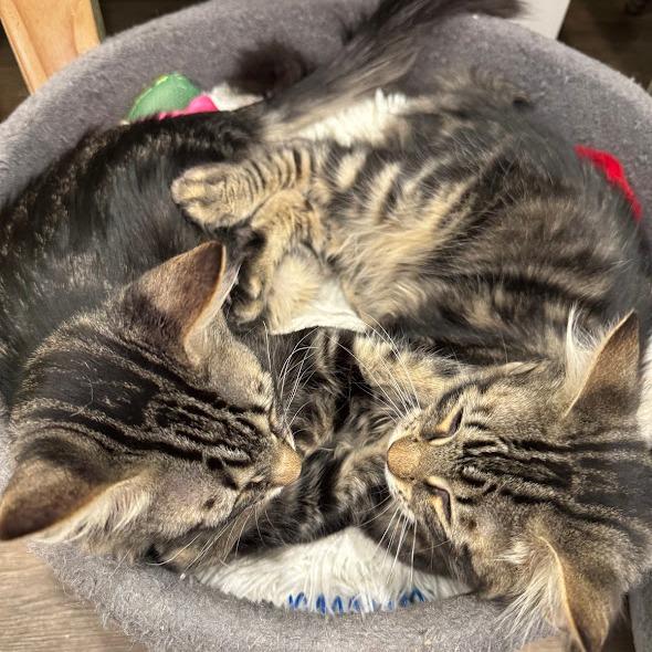 APOLLO and ORION
