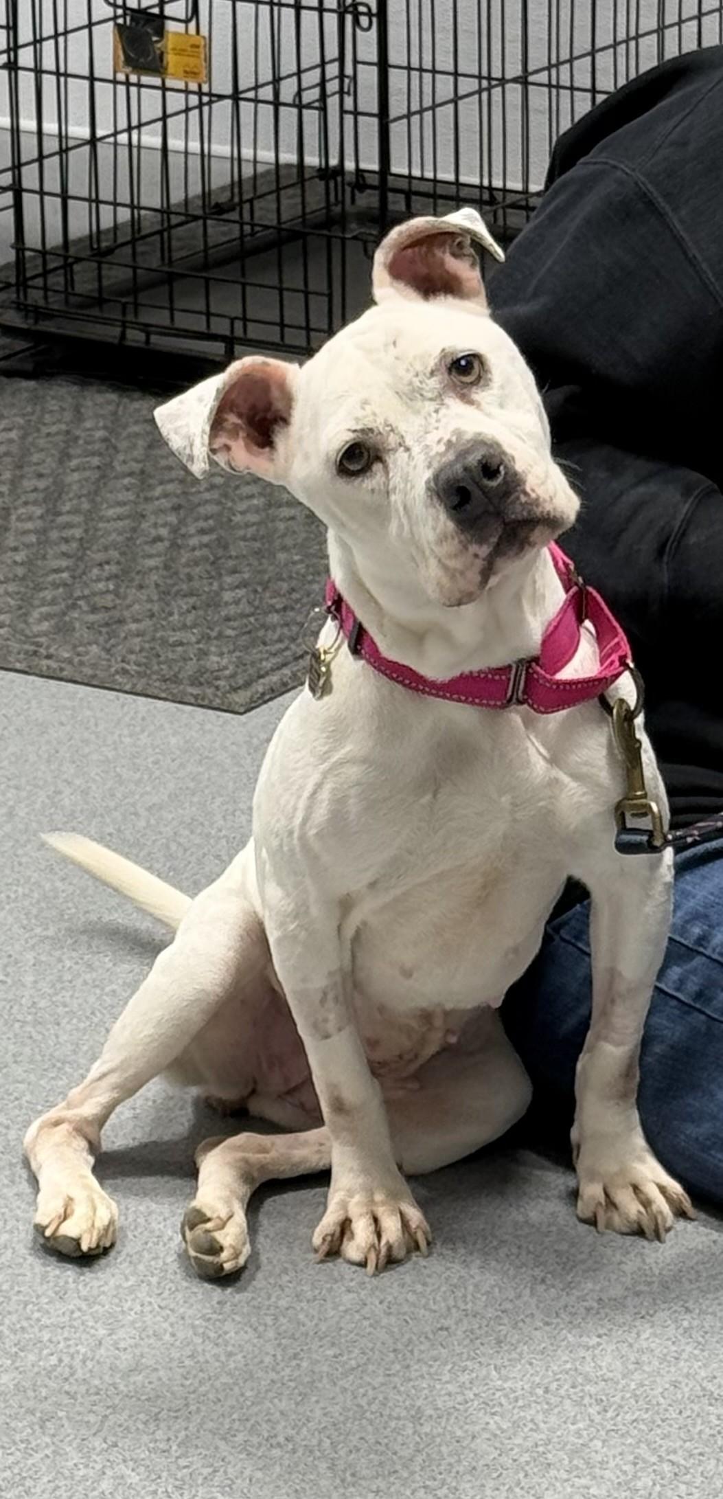 Enlarge Fire, a ADOPTABLE Pit Bull Terrier in Grafton, OH image 2/5