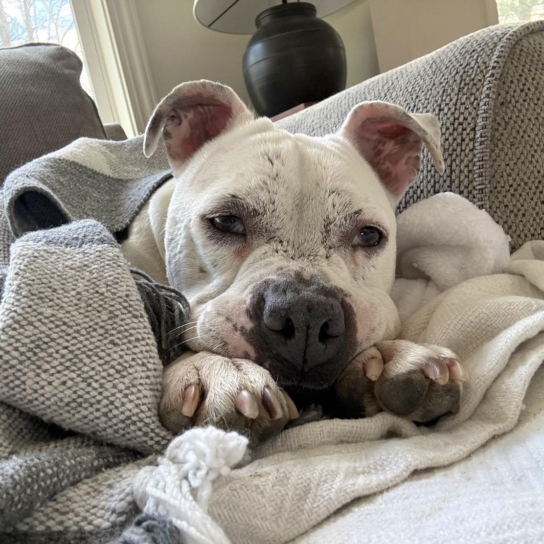 Enlarge Fire, a ADOPTABLE Pit Bull Terrier in Grafton, OH image 3/5