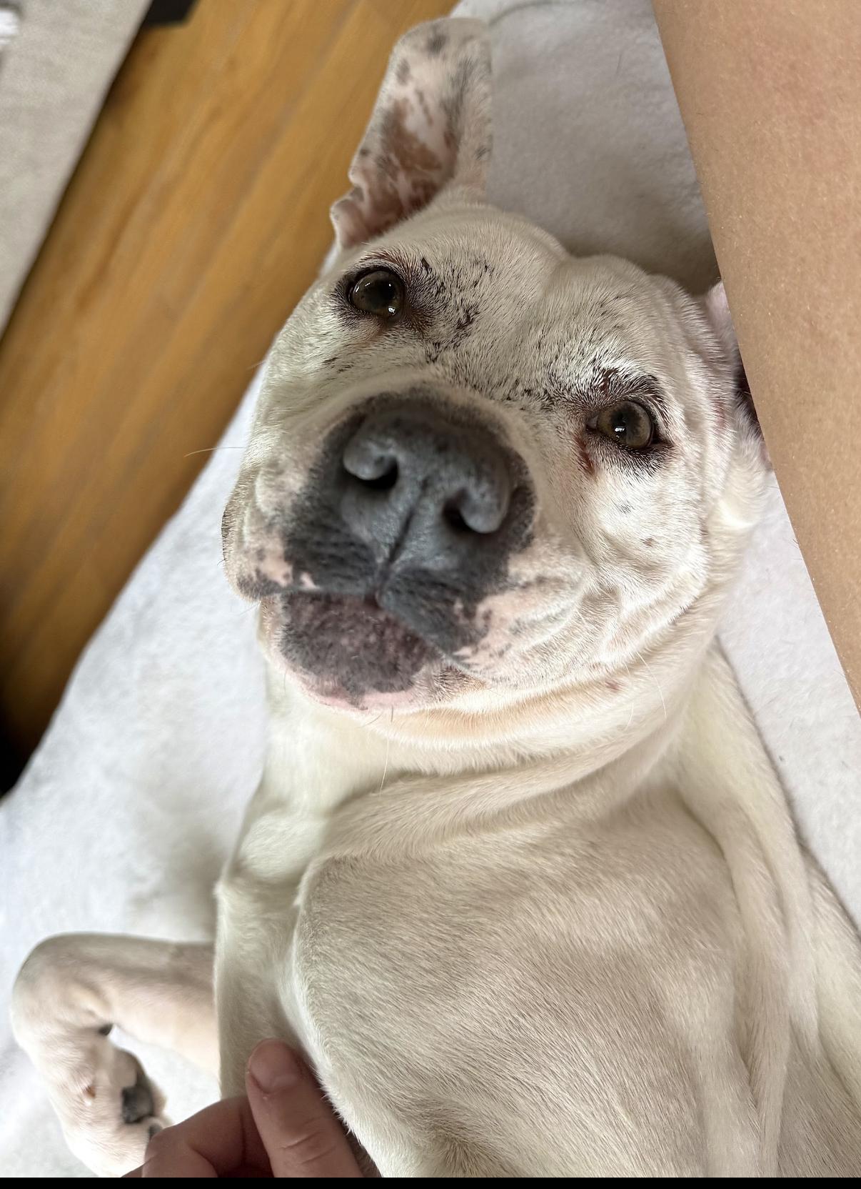 Enlarge Fire, a ADOPTABLE Pit Bull Terrier in Grafton, OH image 4/5