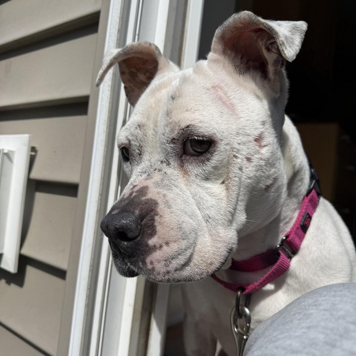 Enlarge Fire, a ADOPTABLE Pit Bull Terrier in Grafton, OH image 5/5