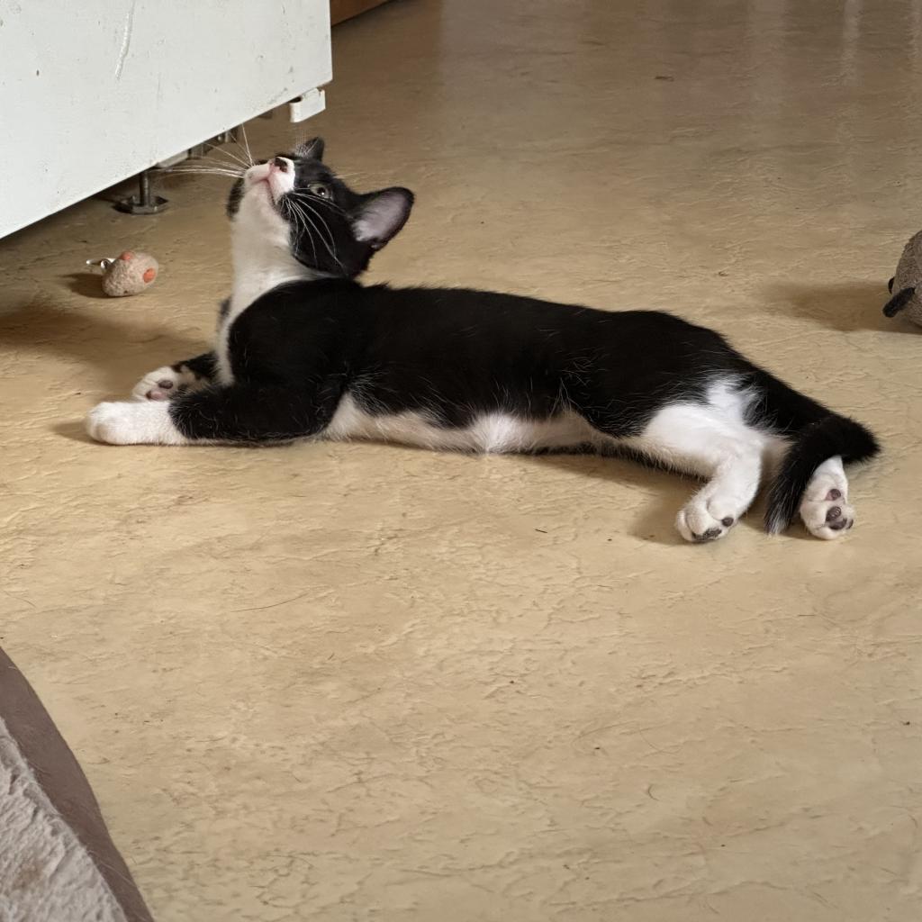 Figaro, Adoptable, Adult Male Domestic Short Hair.