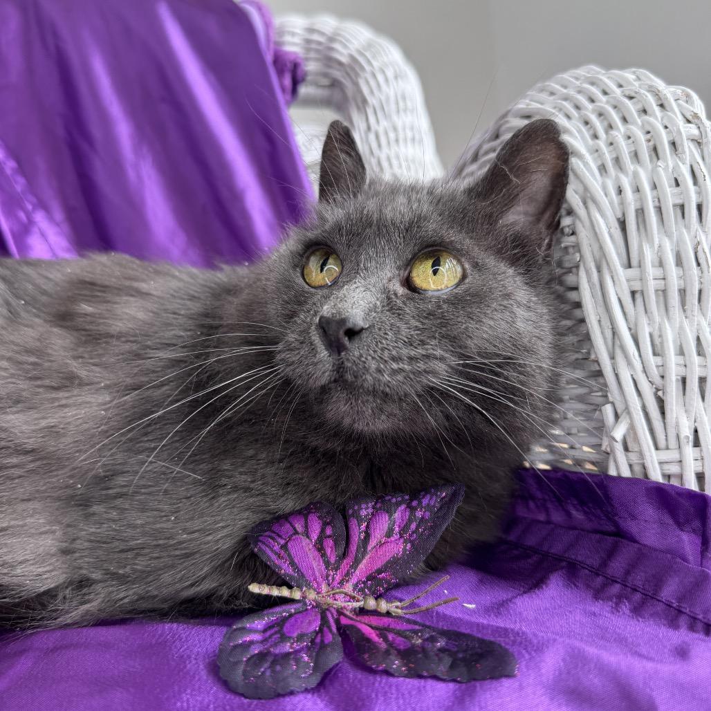 Orion Shines Blue 54509 (FIV+) 5