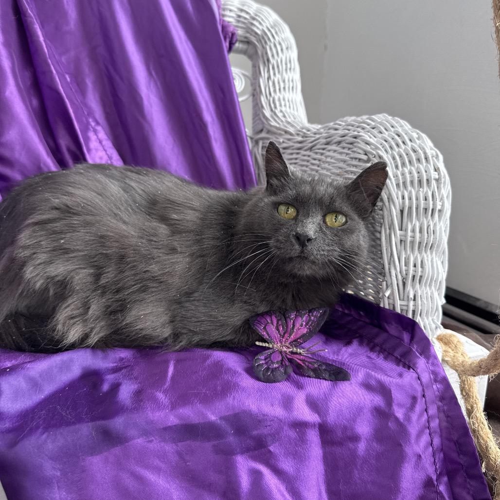 Orion Shines Blue 54509 (FIV+) 6