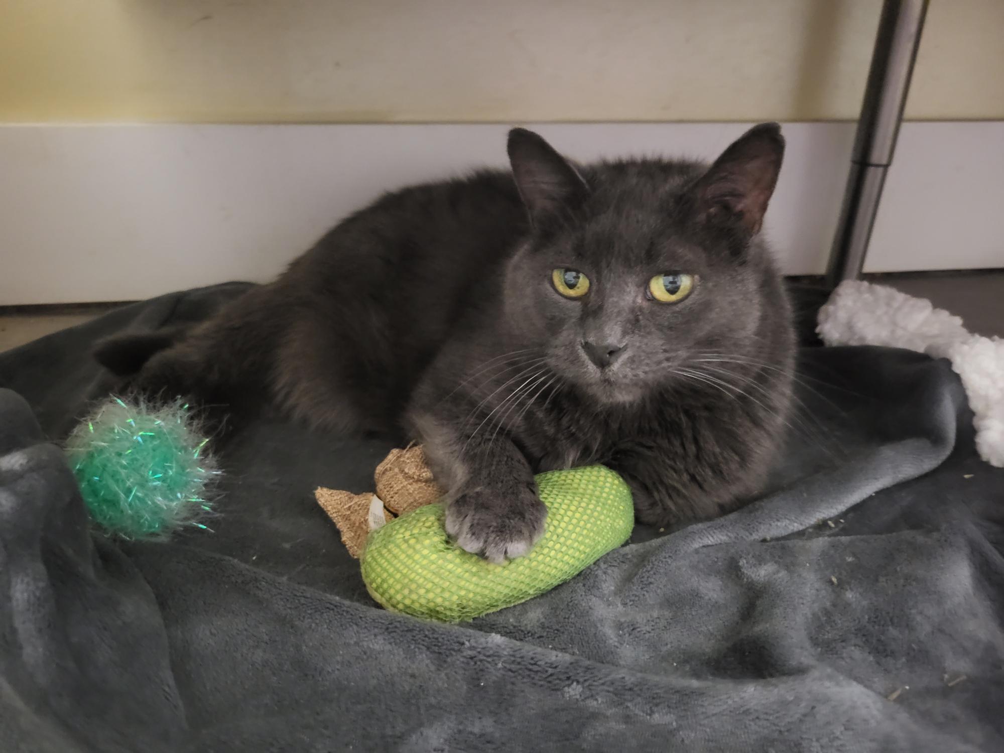 Orion Shines Blue 54509 (FIV+) 3