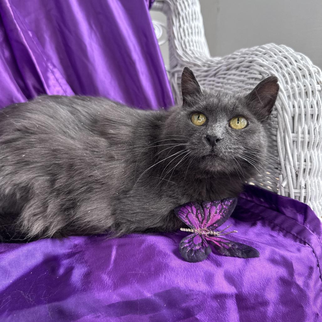 Orion Shines Blue 54509 (FIV+) 4