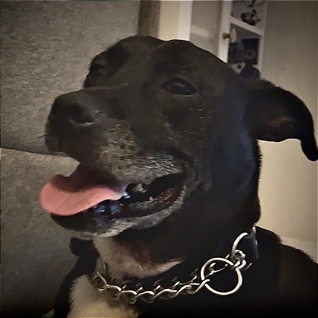 Enlarge Cooper, a Adoptable Black Labrador Retriever in Melrose, FL image 1/1