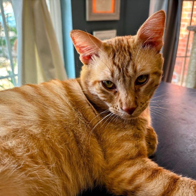 George of the Jungle, a Adoptable Domestic Short Hair in Boerne, TX image 1/5