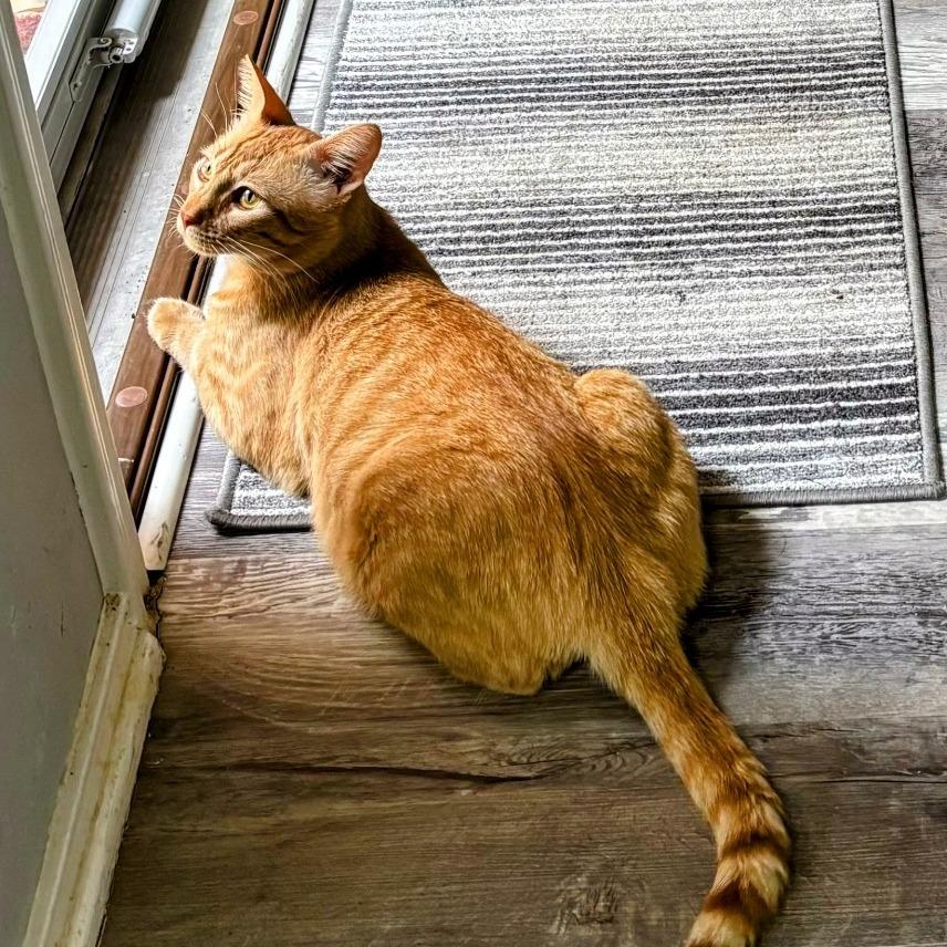 George of the Jungle, a Adoptable Domestic Short Hair in Boerne, TX image 2/5