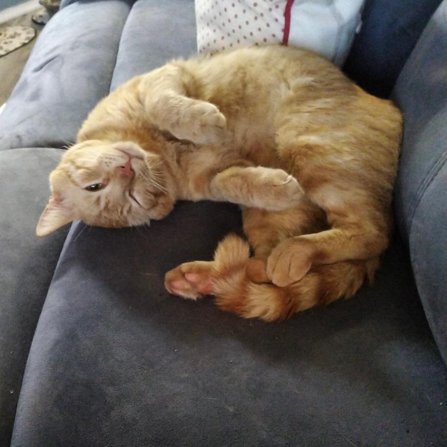 George of the Jungle, a Adoptable Domestic Short Hair in Boerne, TX image 3/5