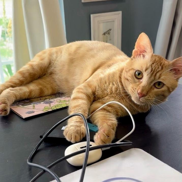 George of the Jungle, a Adoptable Domestic Short Hair in Boerne, TX image 5/5