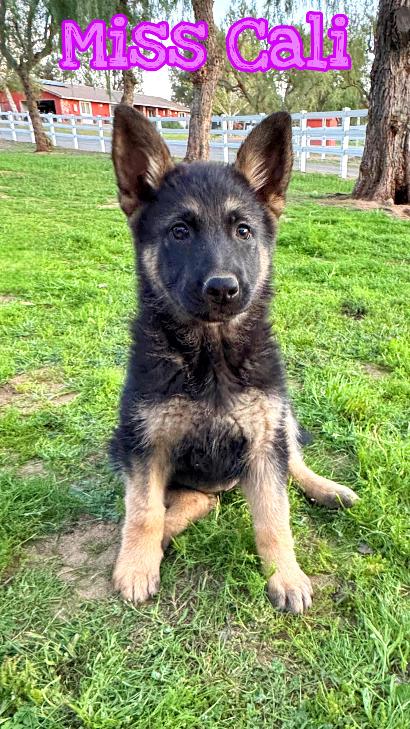 Enlarge CALI, a Adoptable German Shepherd Dog in Perris, CA image 2/5
