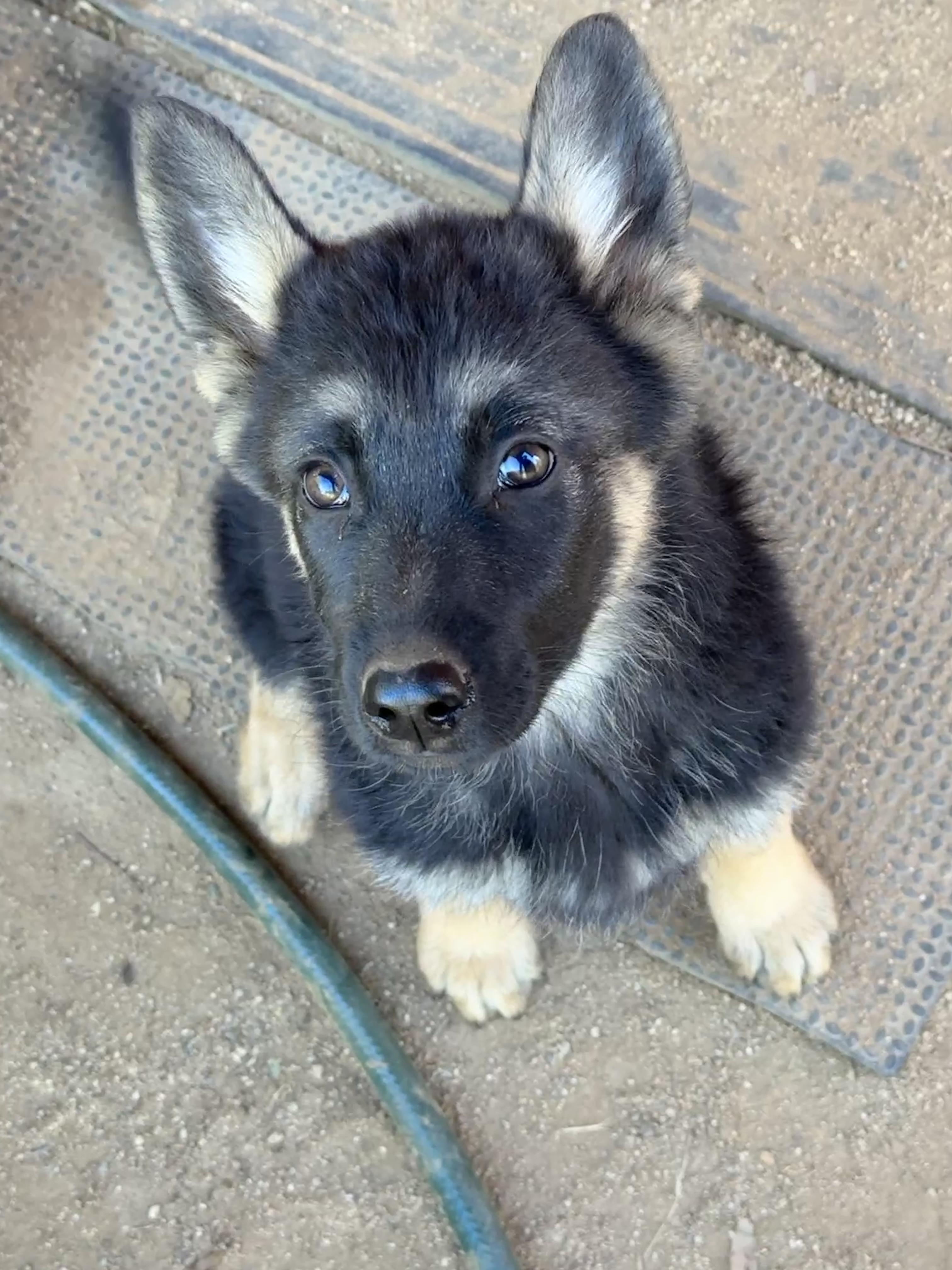 Enlarge CALI, a Adoptable German Shepherd Dog in Perris, CA image 3/5