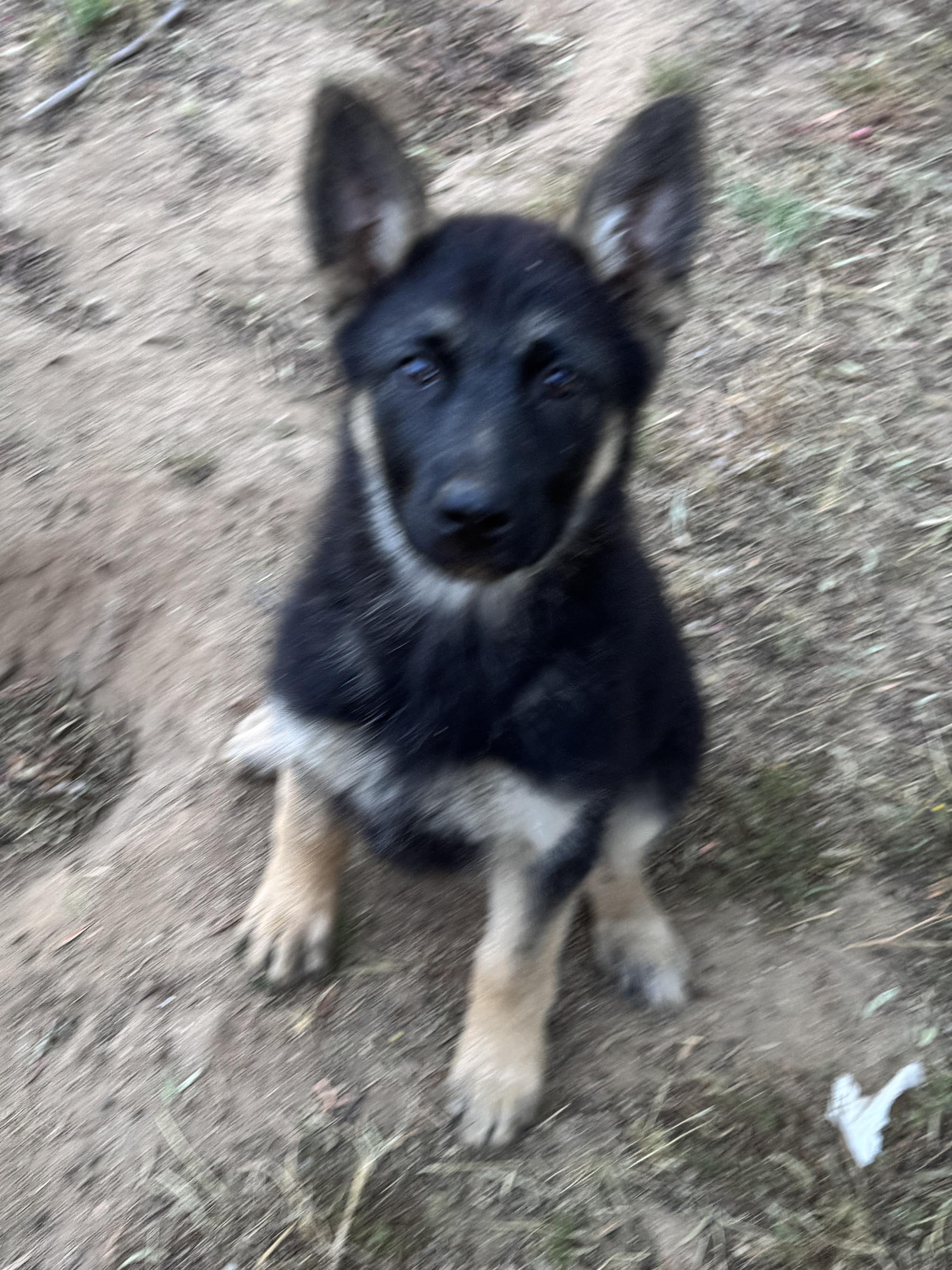 Enlarge CALI, a Adoptable German Shepherd Dog in Perris, CA image 4/5