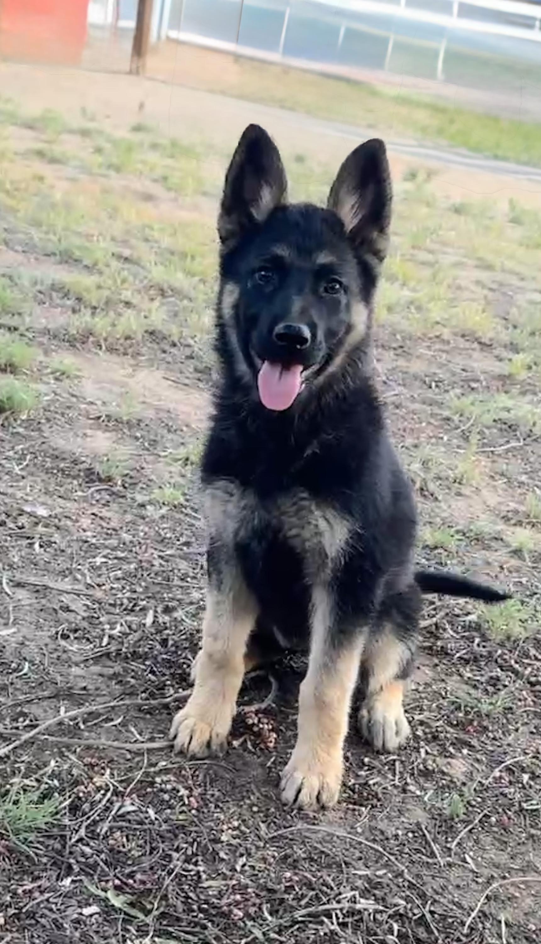 Enlarge CALI, a Adoptable German Shepherd Dog in Perris, CA image 1/5