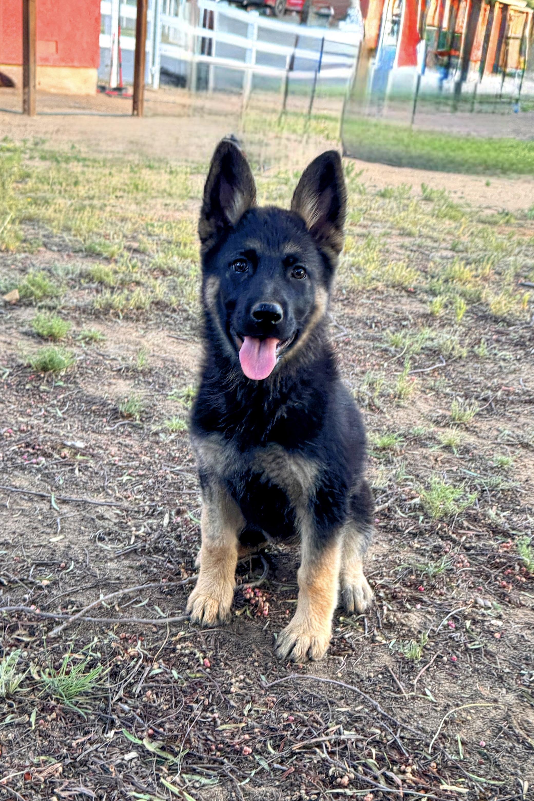 Enlarge CALI, a Adoptable German Shepherd Dog in Perris, CA image 5/5