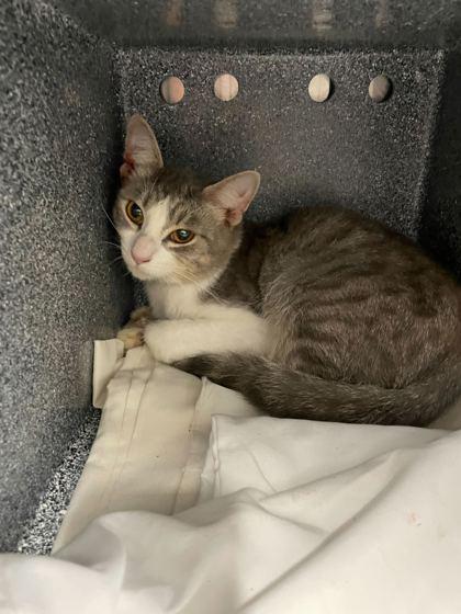 Ringer, Adoptable, Young Male Domestic Short Hair.