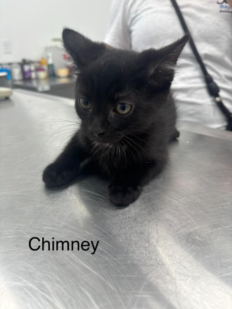 Chimney, Adoptable, Kitten Male Domestic Short Hair.