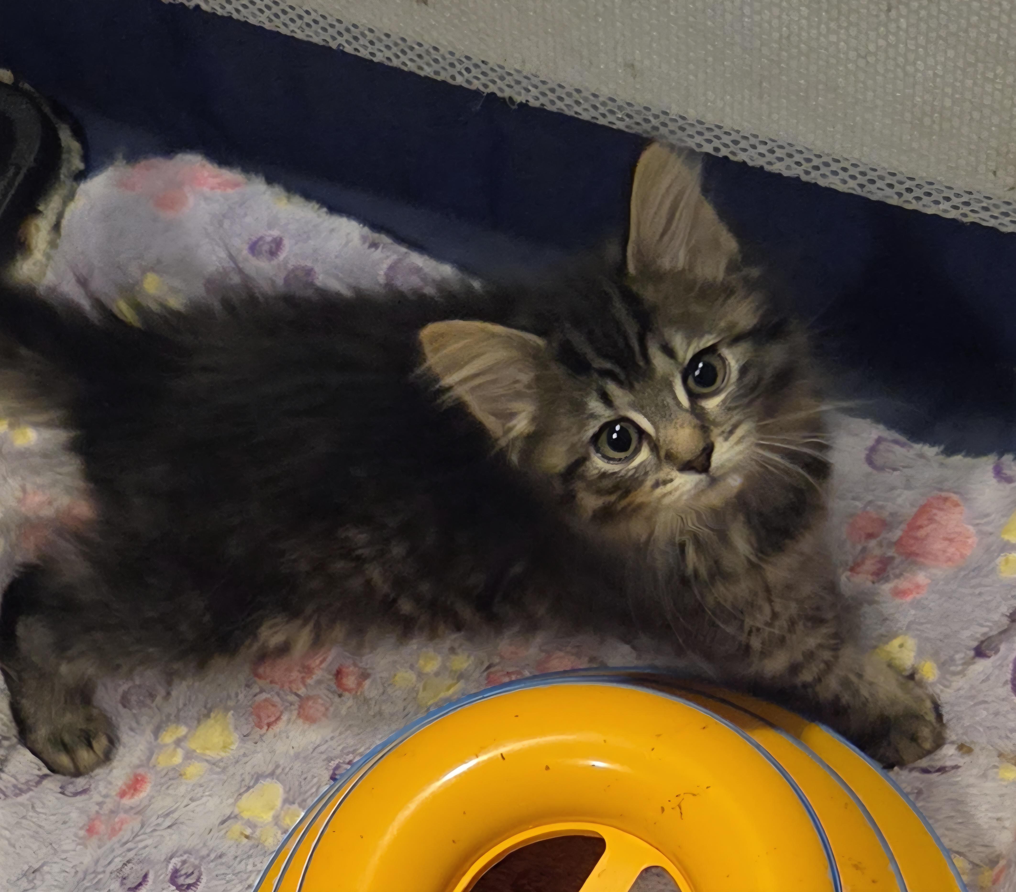 Montana, Adoptable, Kitten Female Domestic Medium Hair.