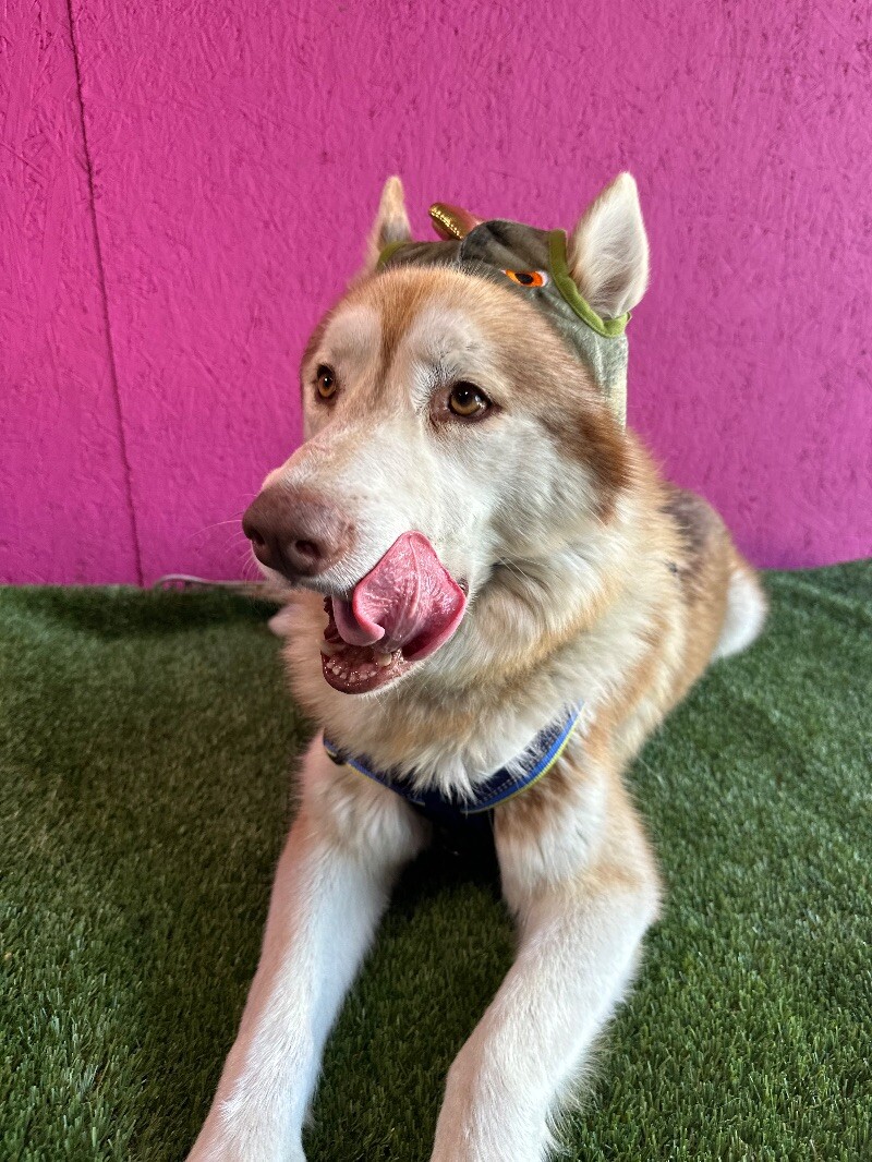 Tobby, a Adoptable mixed breed in Citrus Heights, CA image 4/6