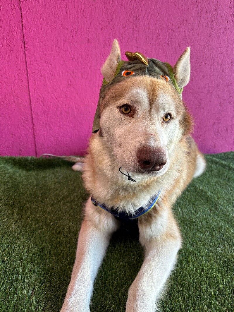 Tobby, a Adoptable mixed breed in Citrus Heights, CA image 3/6
