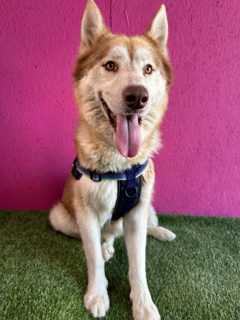 Tobby, a Adoptable mixed breed in Citrus Heights, CA image 6/6