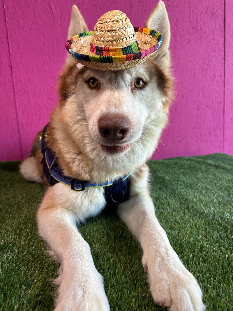 Tobby, a Adoptable mixed breed in Citrus Heights, CA image 1/6