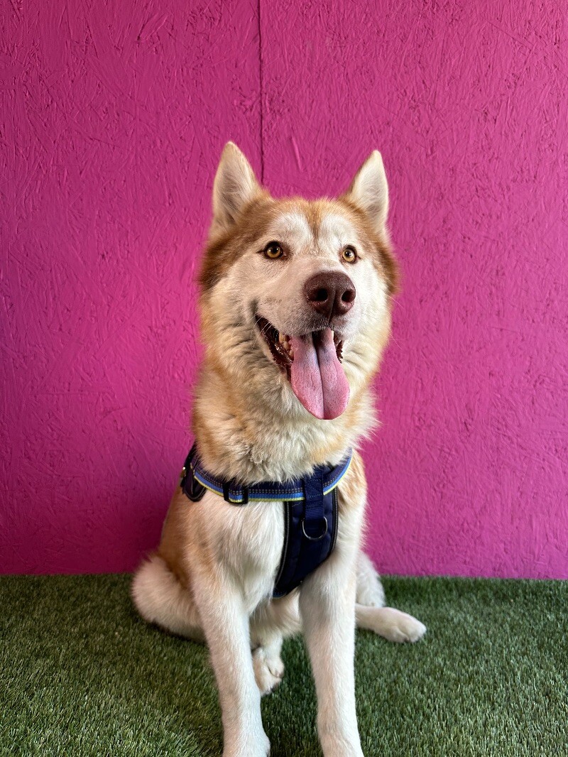 Tobby, a Adoptable mixed breed in Citrus Heights, CA image 2/6
