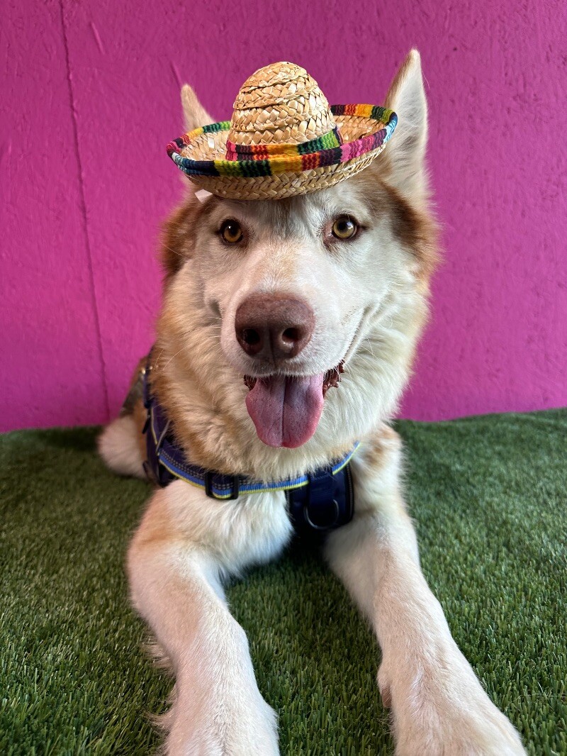 Tobby, a Adoptable mixed breed in Citrus Heights, CA image 5/6