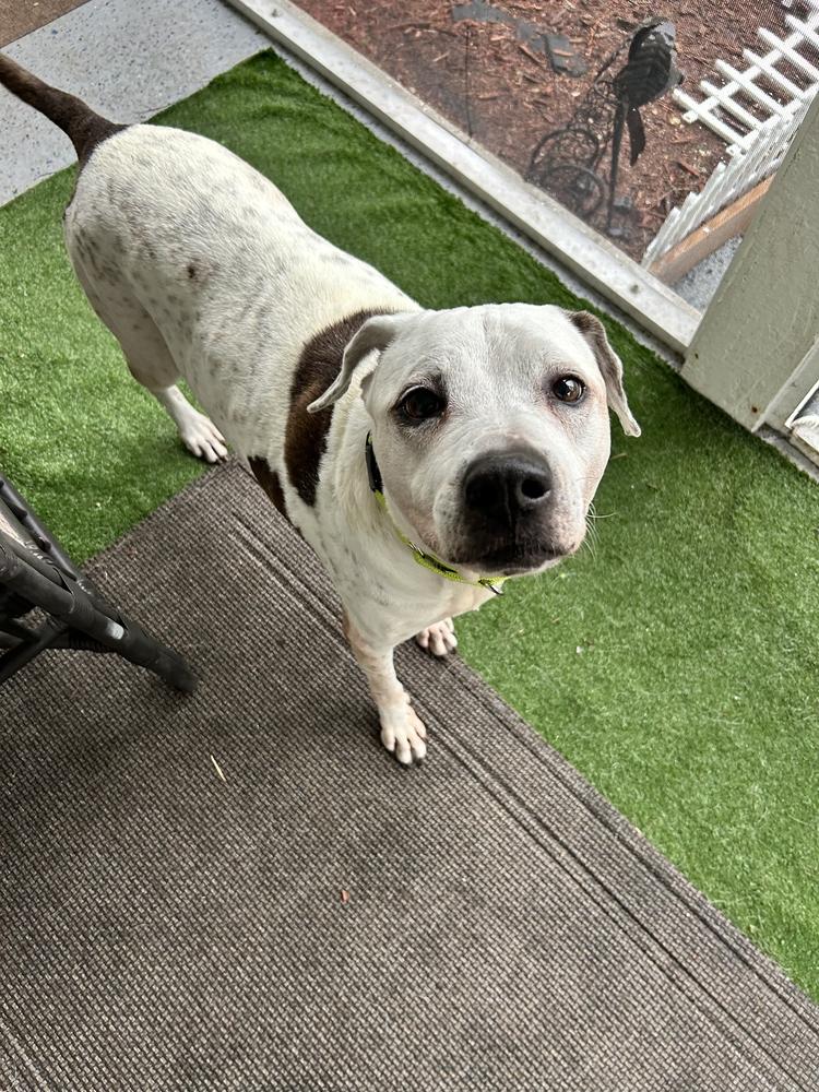 Enlarge Suzie, a Adopted mixed breed in West Palm Beach, FL image 1/1