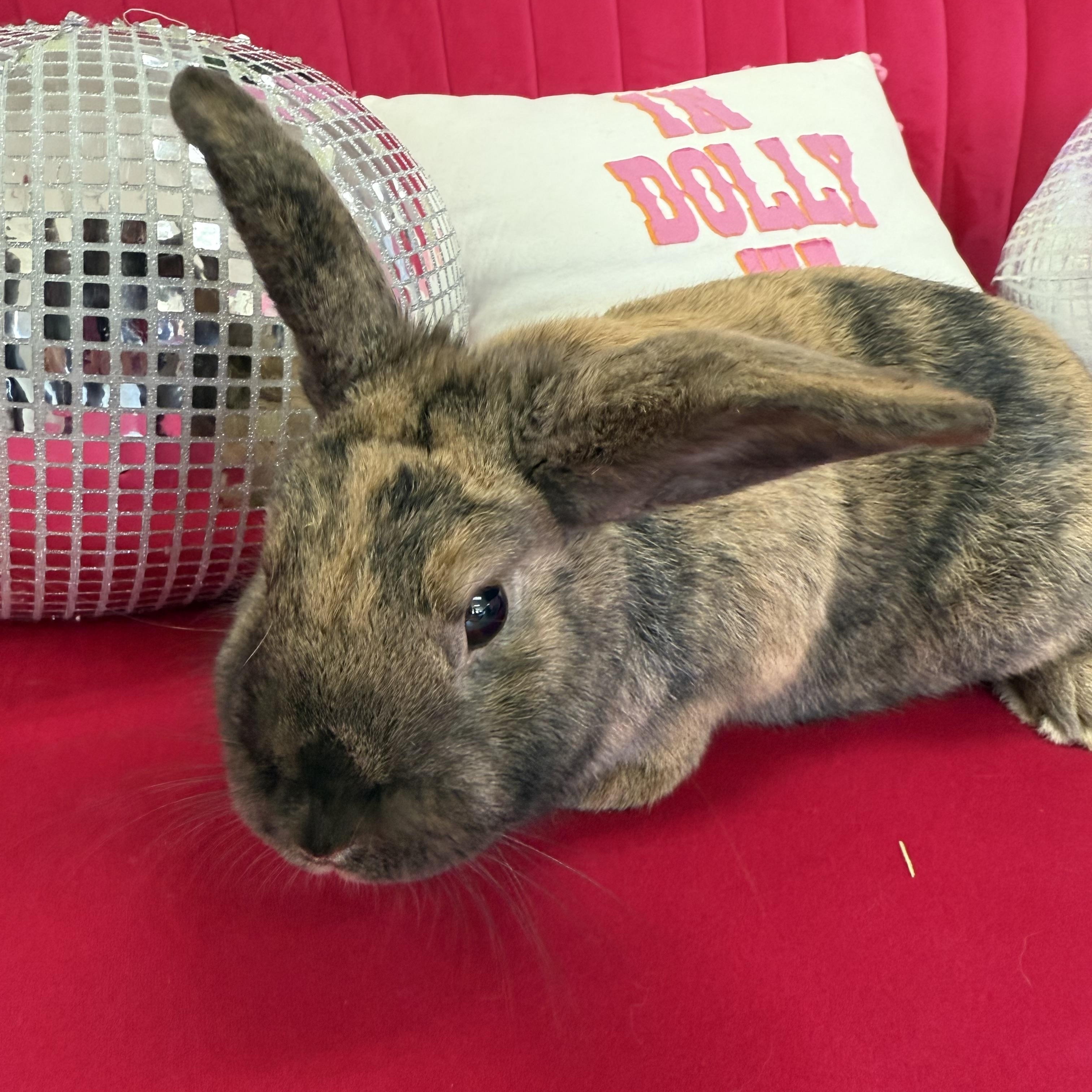 Enlarge Paddy, a ADOPTABLE Lop Eared in St. Charles, MO image 2/6
