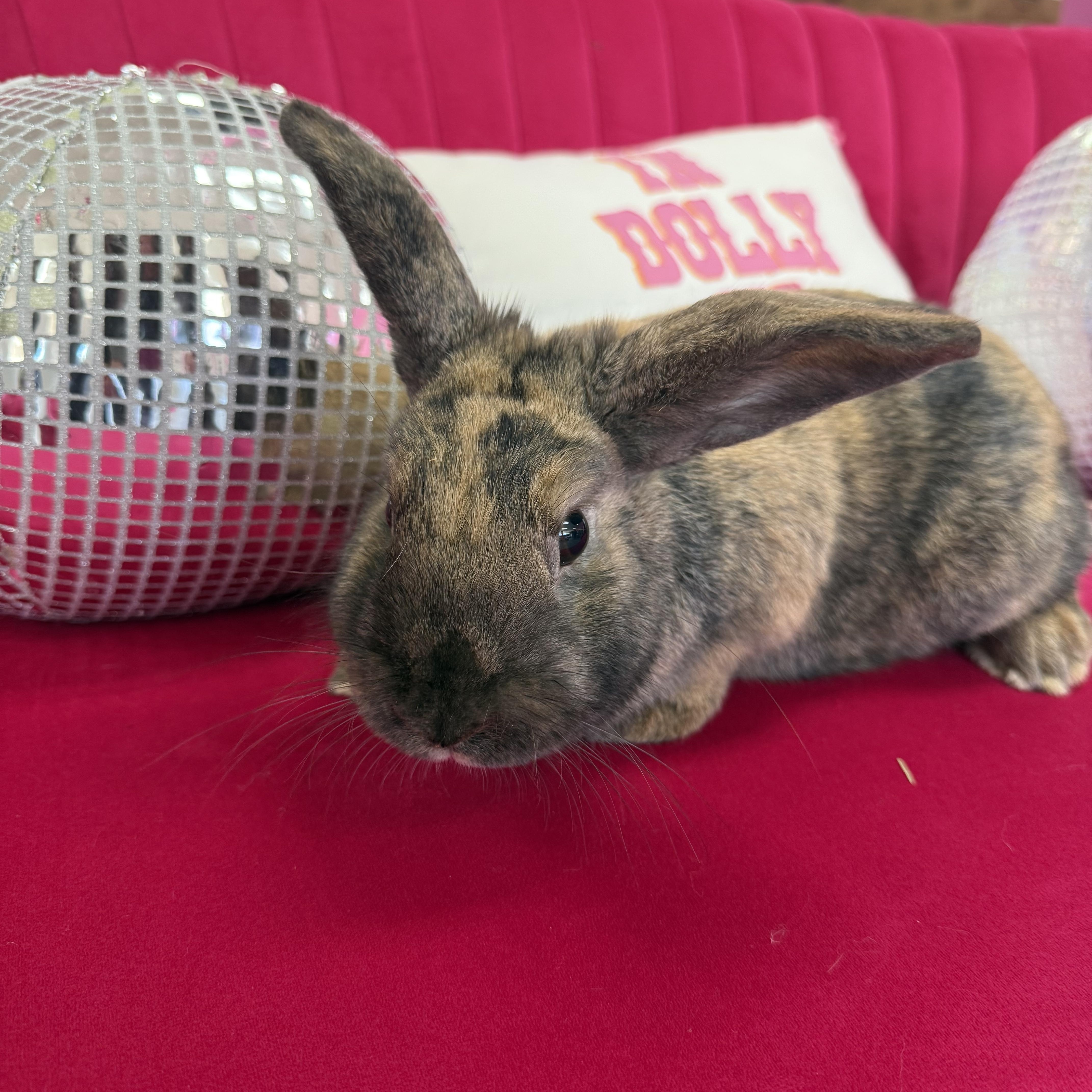 Enlarge Paddy, a ADOPTABLE Lop Eared in St. Charles, MO image 3/6