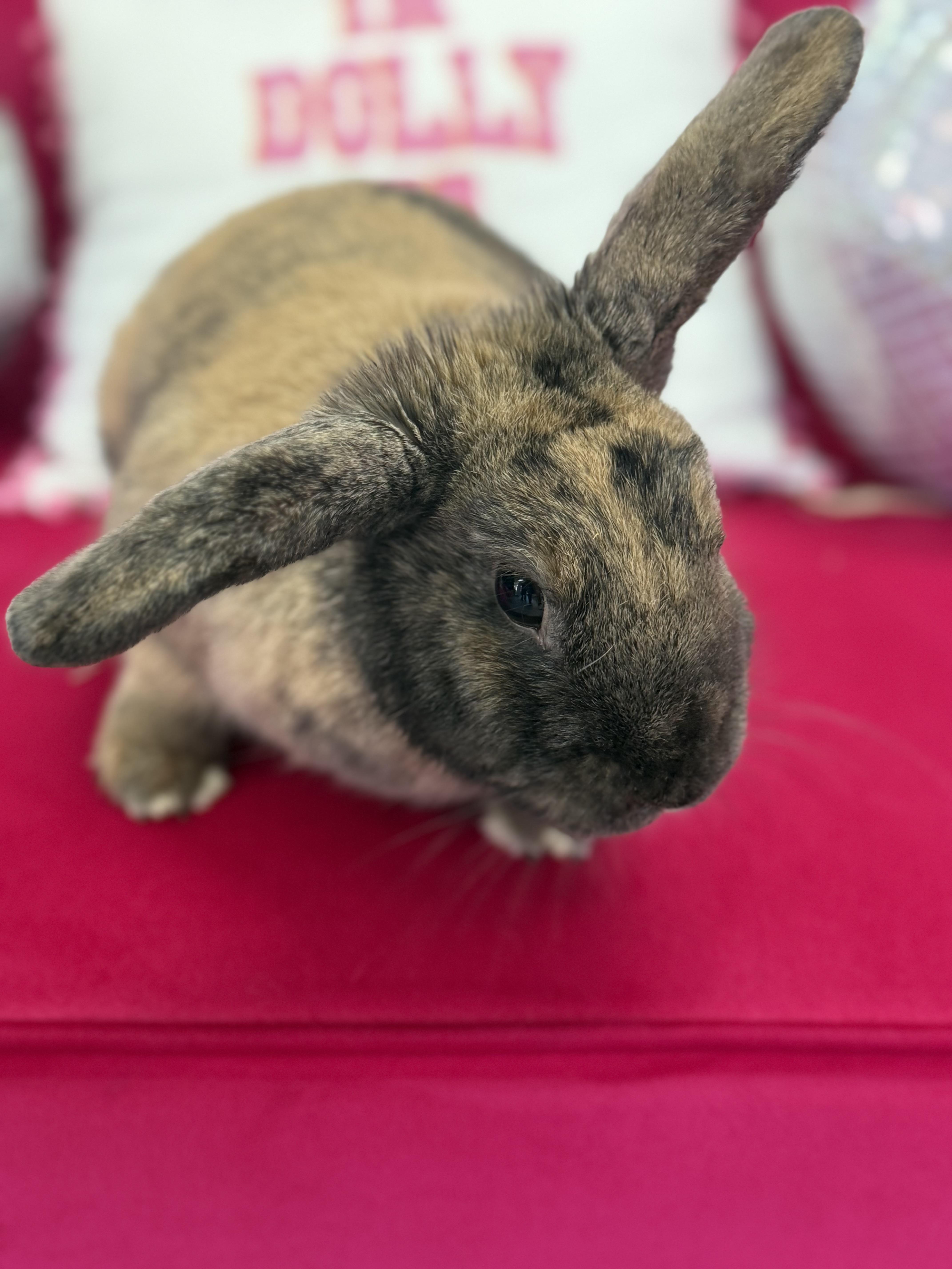 Enlarge Paddy, a ADOPTABLE Lop Eared in St. Charles, MO image 5/6