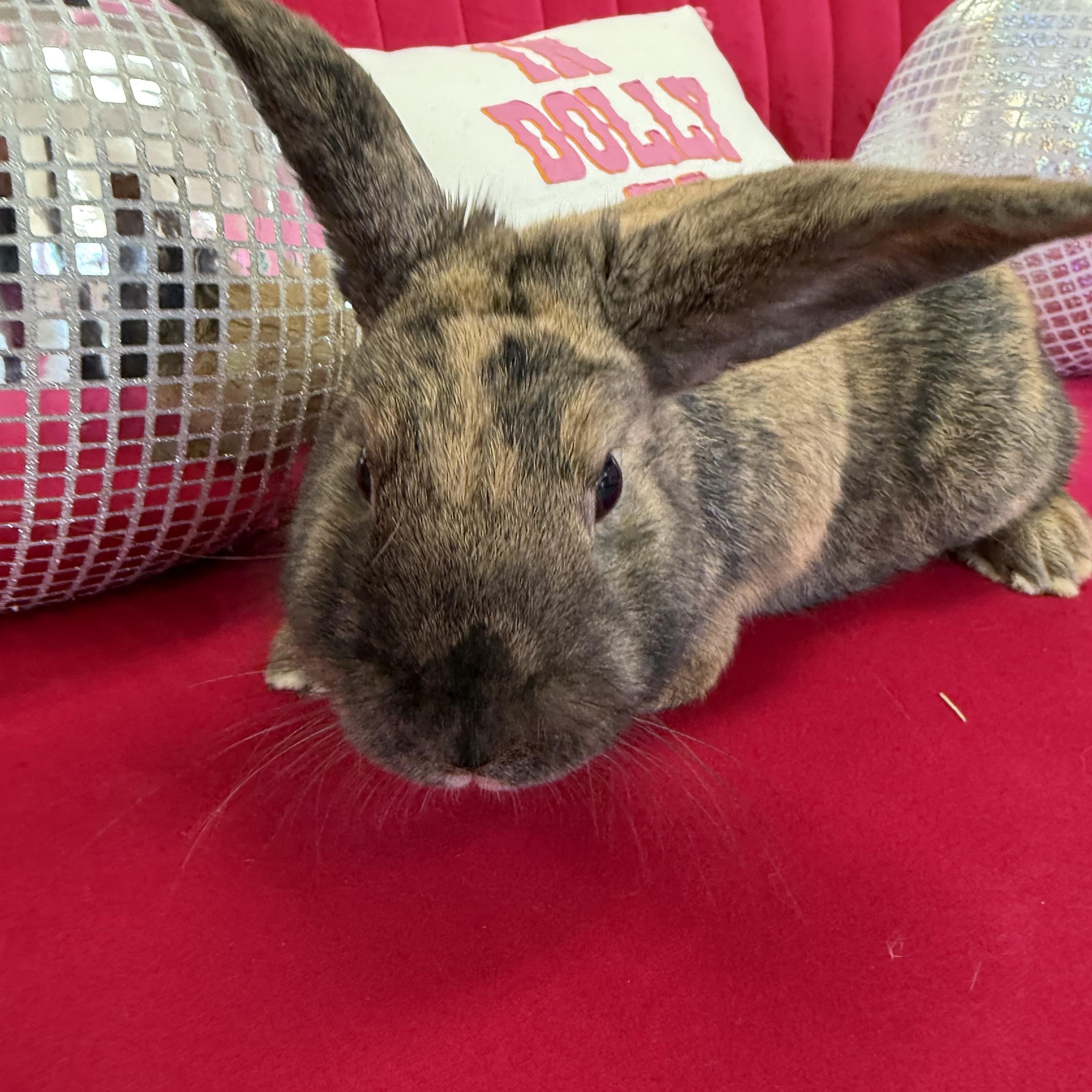 Paddy, ADOPTABLE, Adult Female Lop Eared.