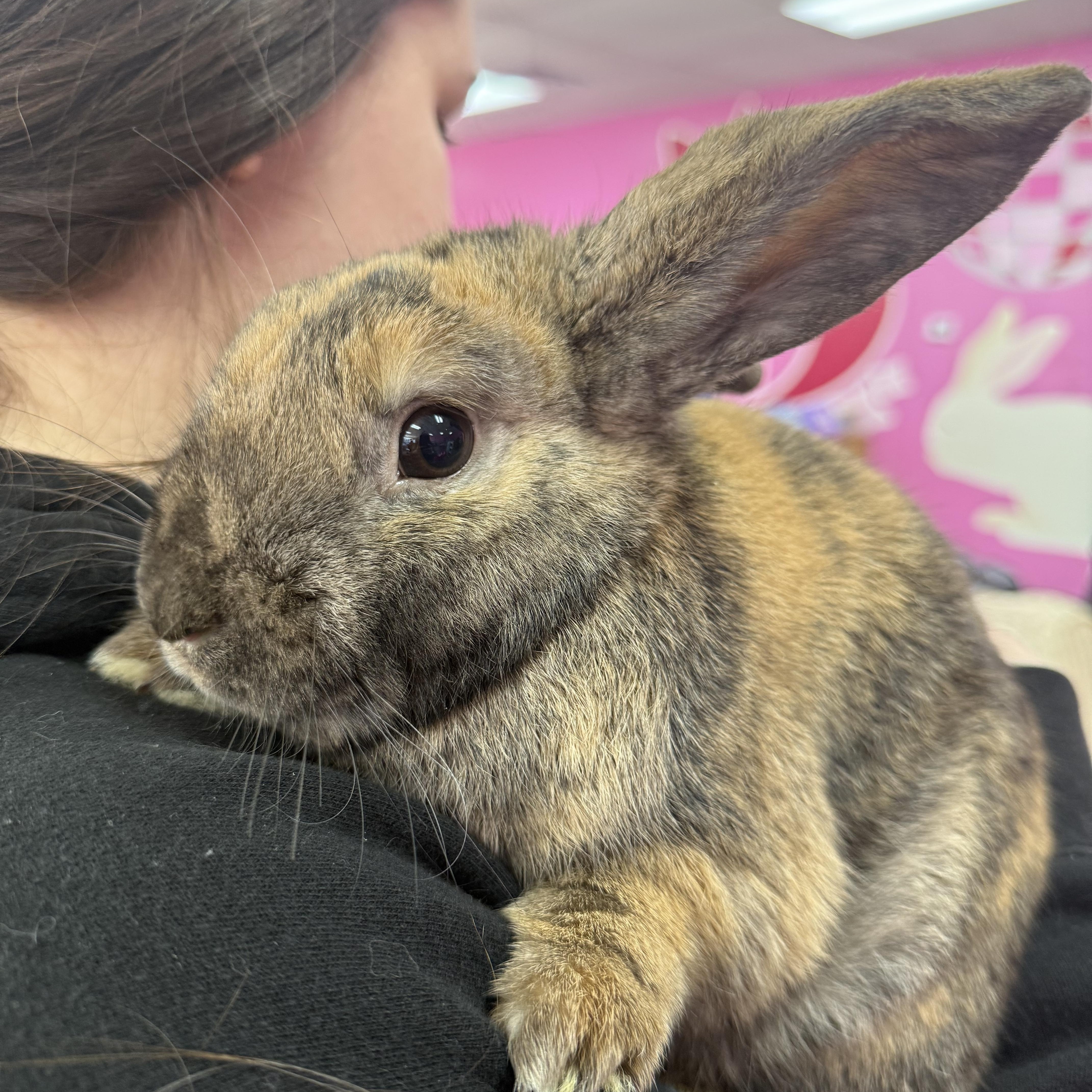 Enlarge Paddy, a ADOPTABLE Lop Eared in St. Charles, MO image 4/6