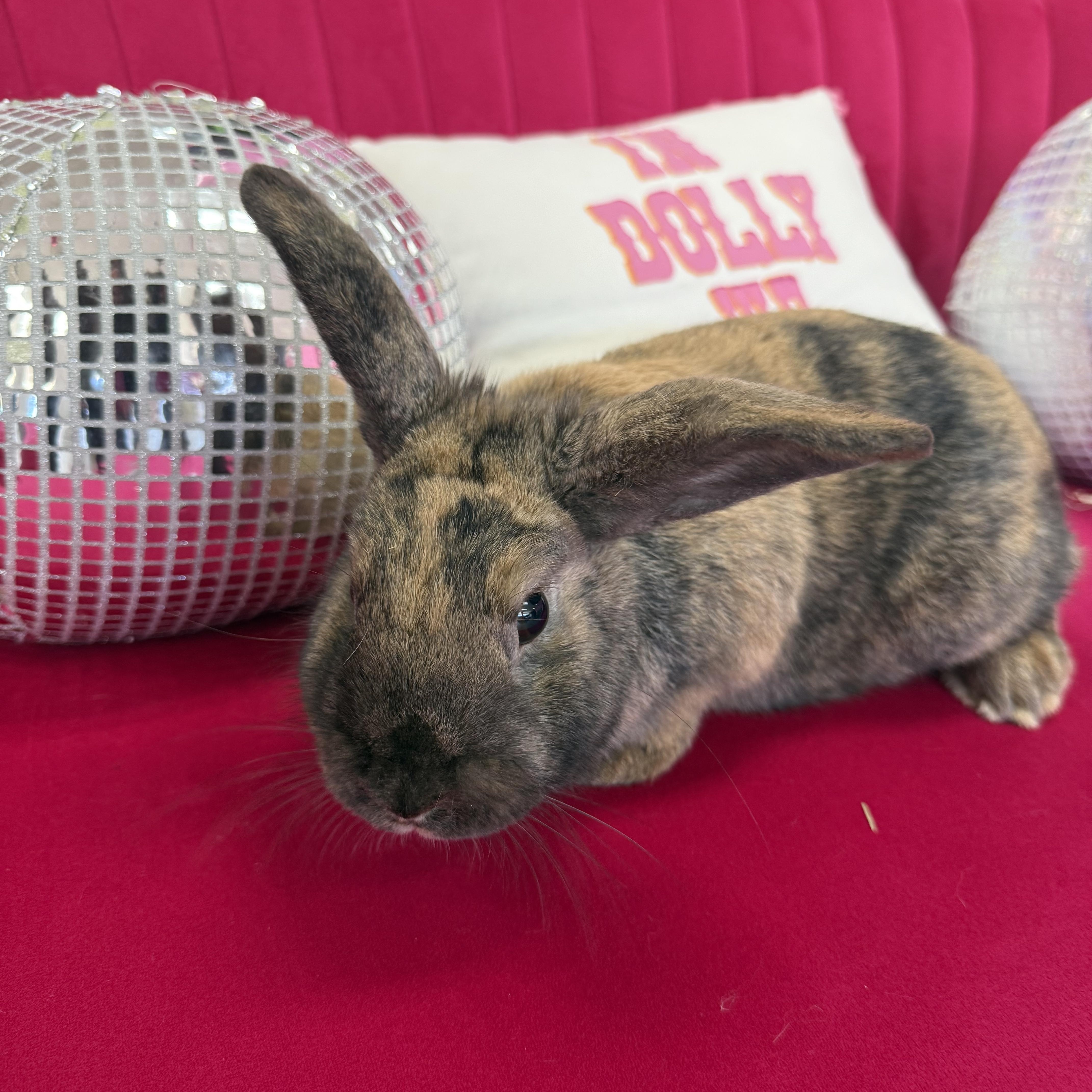 Enlarge Paddy, a ADOPTABLE Lop Eared in St. Charles, MO image 6/6