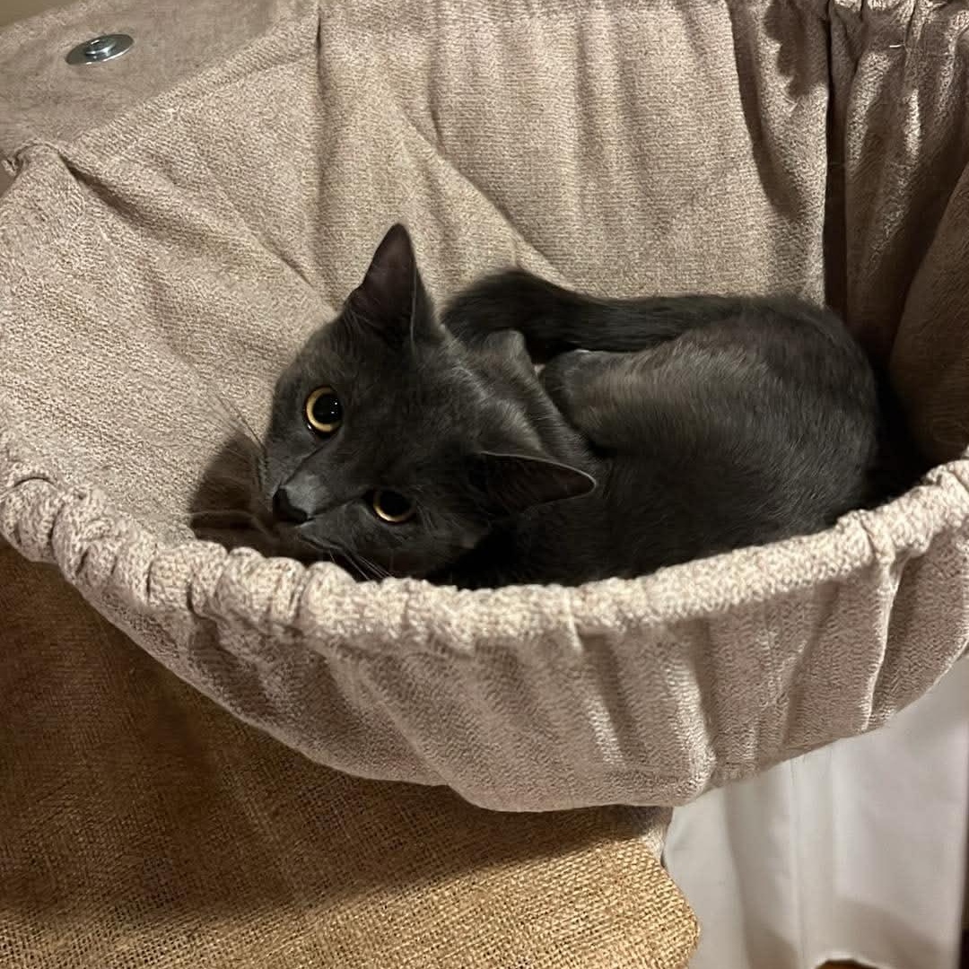 Enlarge Grace, a Adoptable Domestic Short Hair in Medford, MA image 5/5