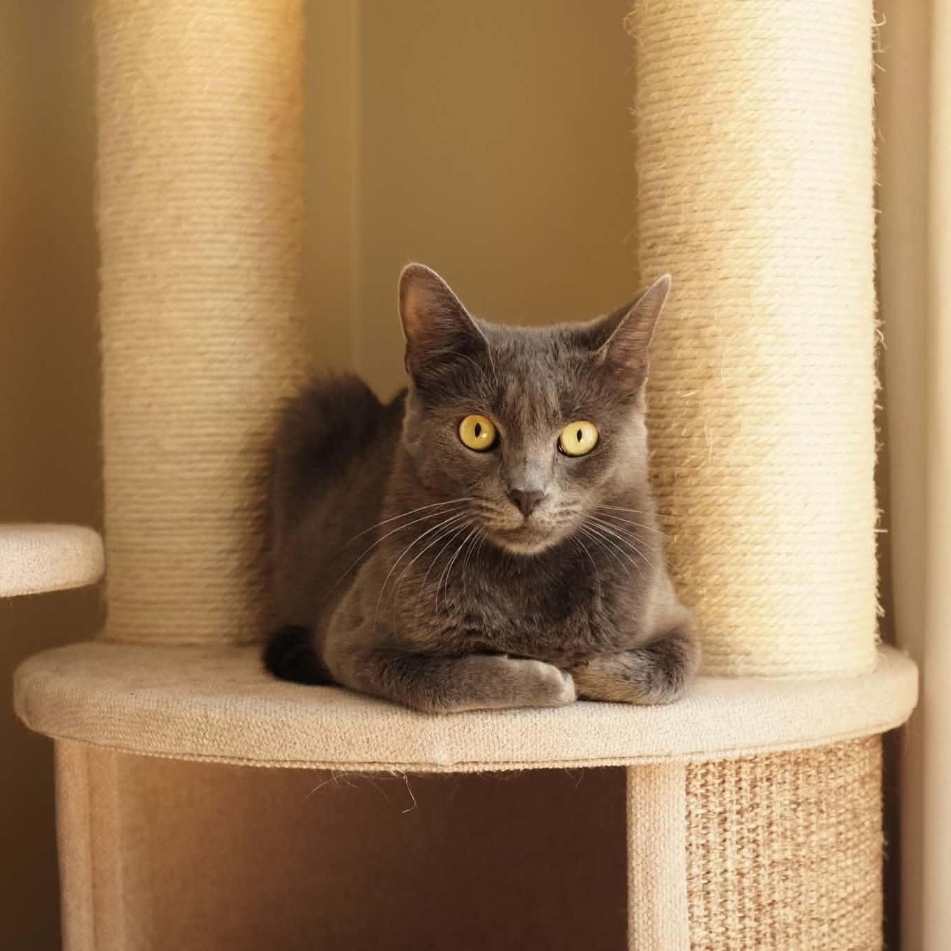 Grace, Adoptable, Young Female Domestic Short Hair.